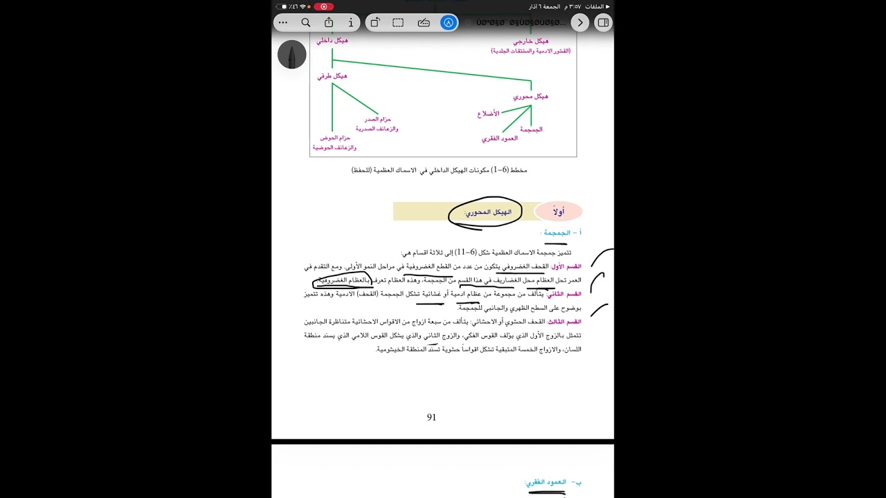 الهيكل المحوري في الاسماك العضمية 