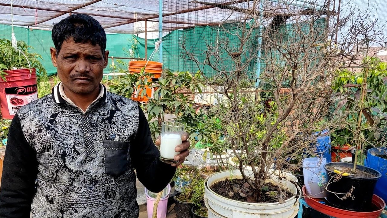 माली ने बताया इस चीज से सूखी तुलसी हो जायेगी हरी भरी