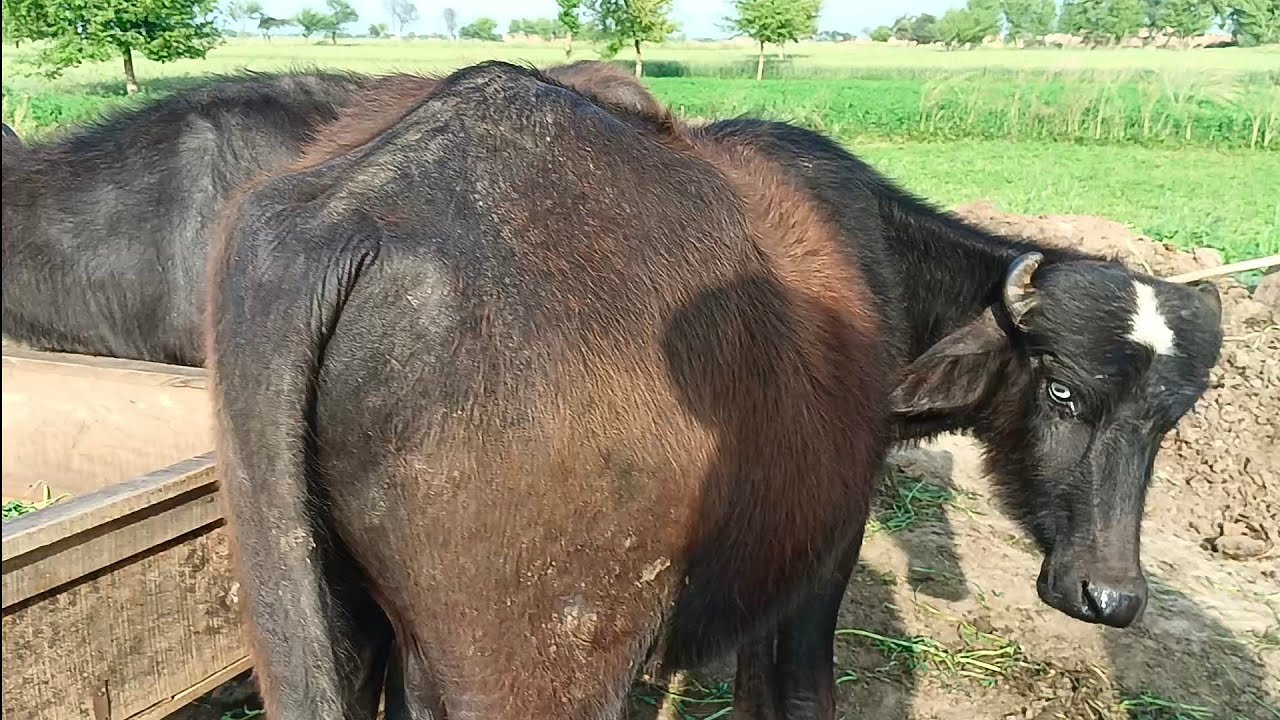 Watch pure Neeli Ravi buffalo for sale in Punjab Pakistan on YouTube Imtiaz Ali TV 03243904774