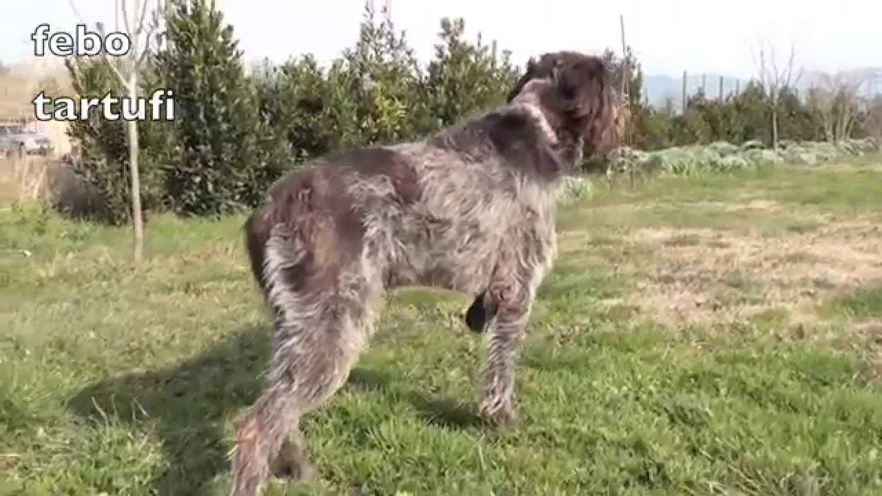 griffon korthals in ferma   720p
