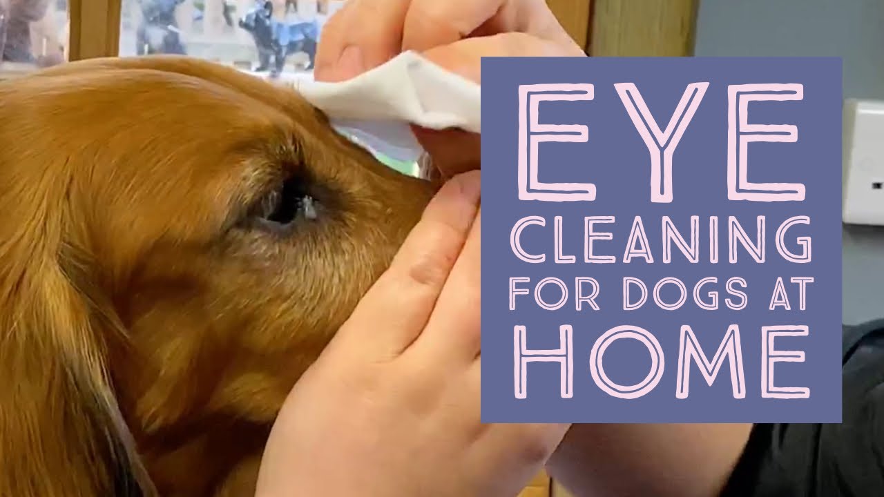 How to clean dogs eyes at home