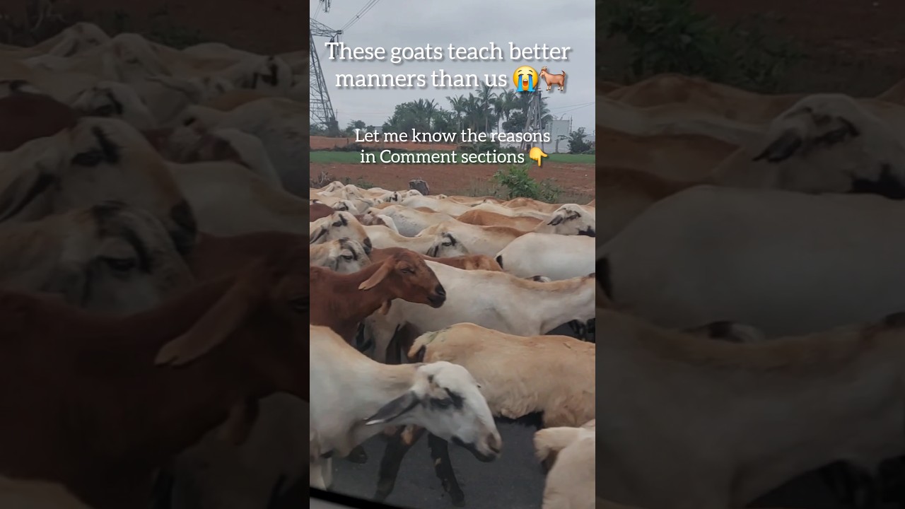 Goats:🐐No shouting, No pushing 