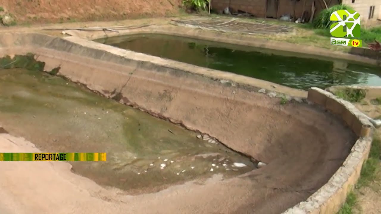 Visite d' une ferme piscicole intégrée au Cameroun