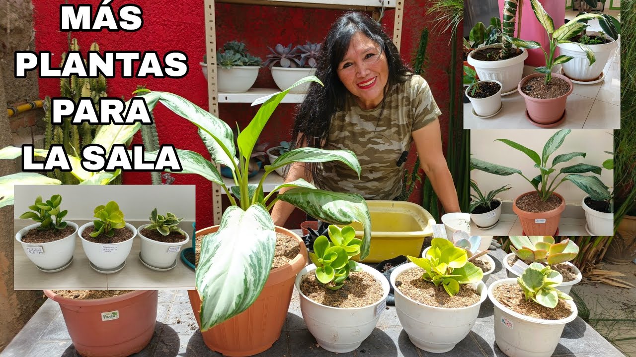 Nuevas plantas para sala y dos suculentas 