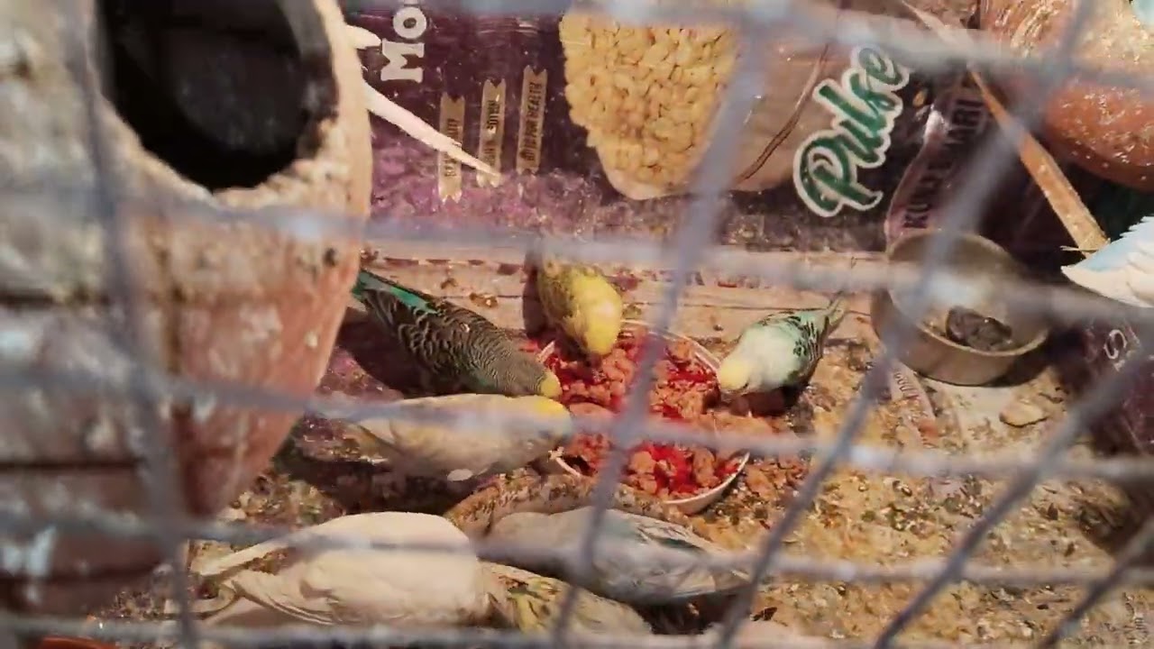 NEW BAJRI PARROT 🦜 BREDING PROGRESS #subscribe #shortvideo  #my lovely sweet bajri parrot 🦜🦜🐦🐦🦜🦜