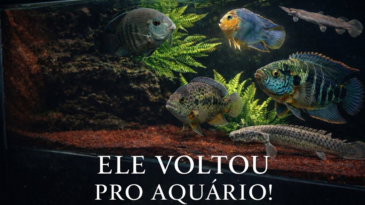🔥 ELE VOLTOU PRO AQUÁRIO! 😱 Tirei do lago e coloquei com meus ciclideos