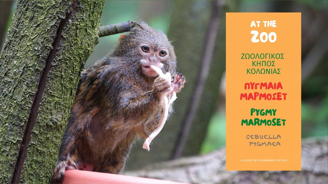 ΜΑΡΜΟΣΕΤ Ζωολογικός Κήπος Κολωνίας/ep.5 PYGMY MARMOSET(Cebuella pygmaea) Cologne Zoo(HD)English subt