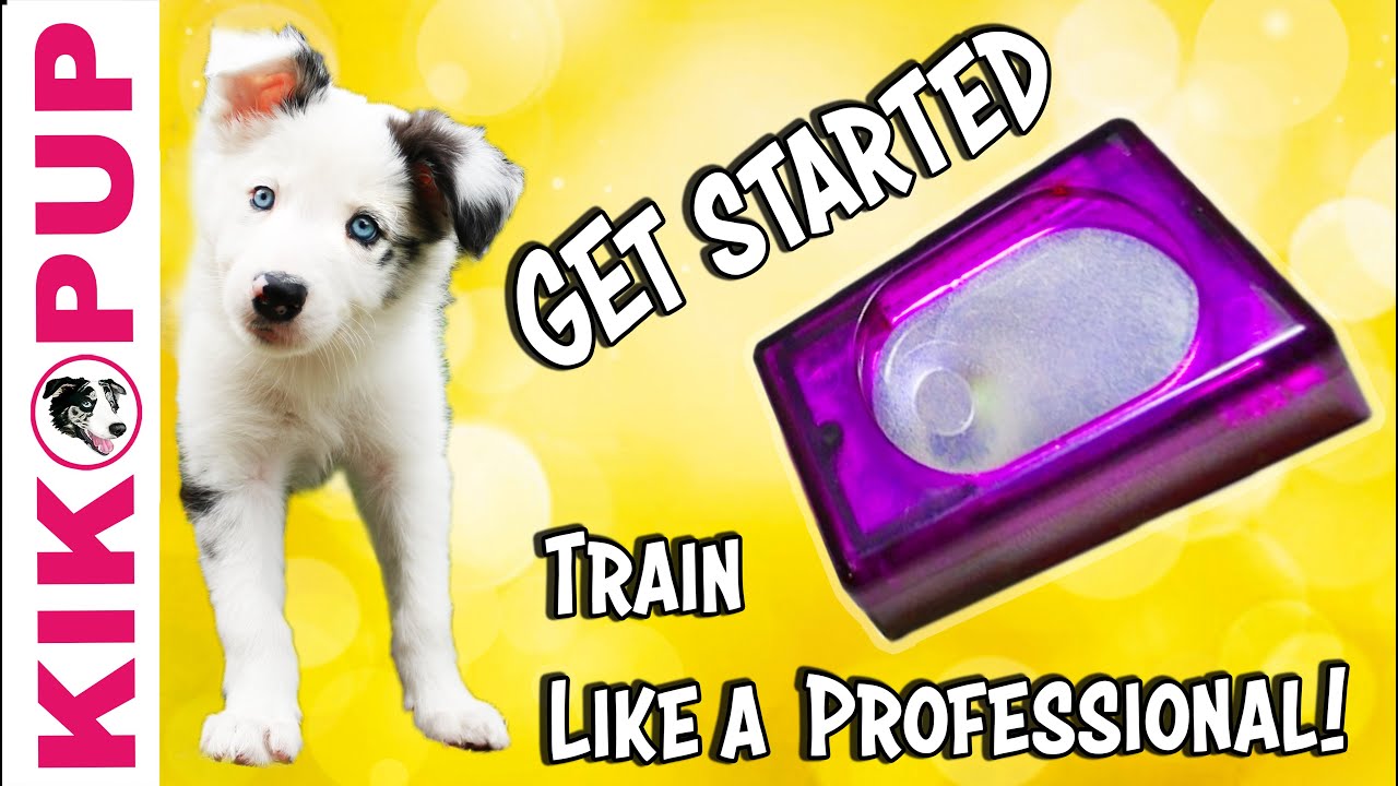 How to start training your puppy with a clicker