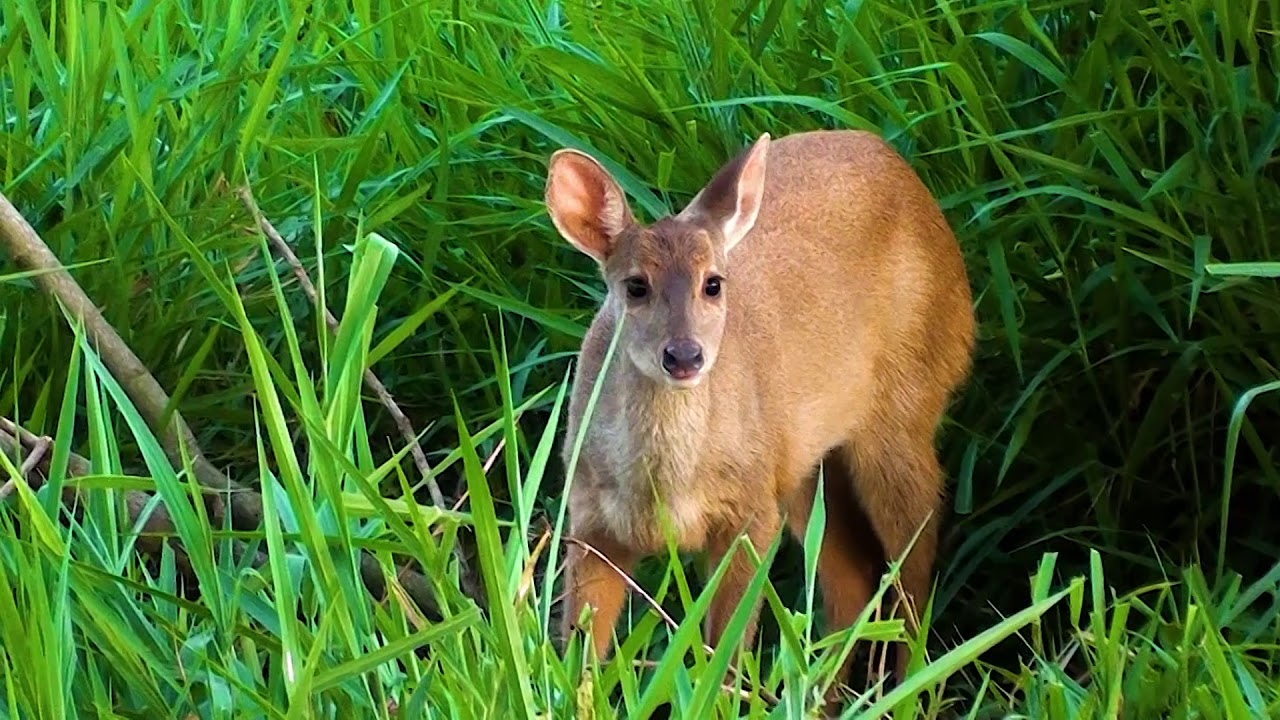 SOUTH AMERICAN RED BROCKET (MAZAMA AMERICANA), DEER,  VEADO-MATEIRO, GUATAPAR&Aacute;, Veado-vermelho.