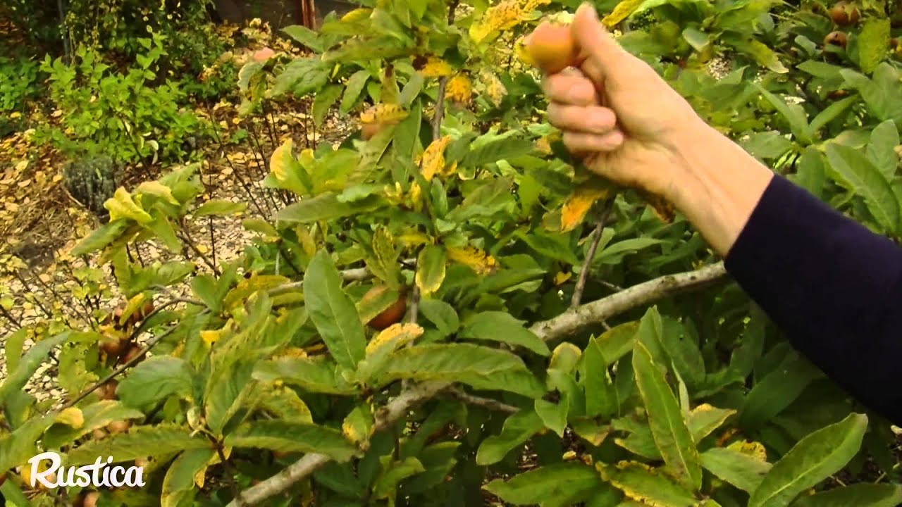 La r&eacute;colte les n&egrave;fles
