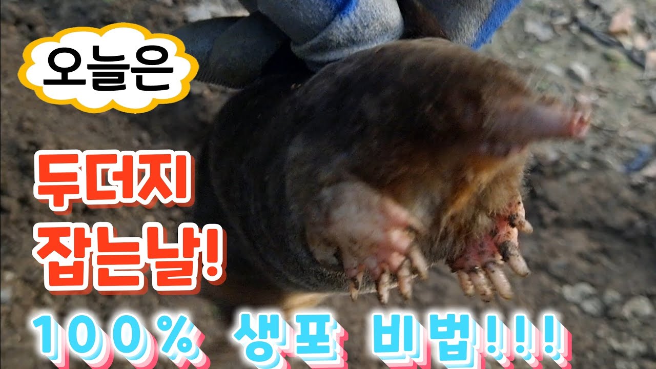 두더지잡기. 두더지생포 비법! 네마리 씩이나! 옛날에 잡던 방식 그대로. Whack-a-mole