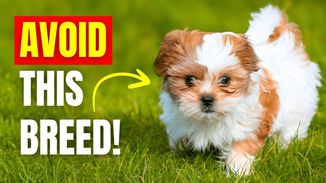 10 WORST Dog Breeds for Seniors (Some May Surprise You) | Dog Behavior Explained