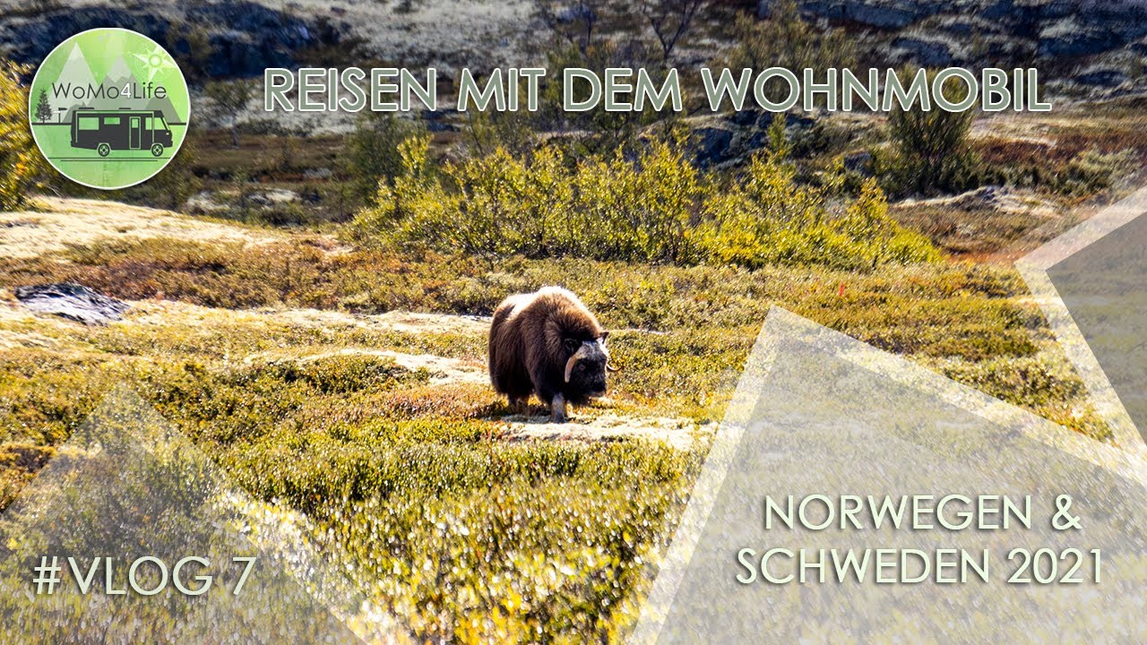 Mit dem Wohnmobil nach Norwegen und Schweden - vlog7 - Östersund, Moschusochsen im Dovrefjell