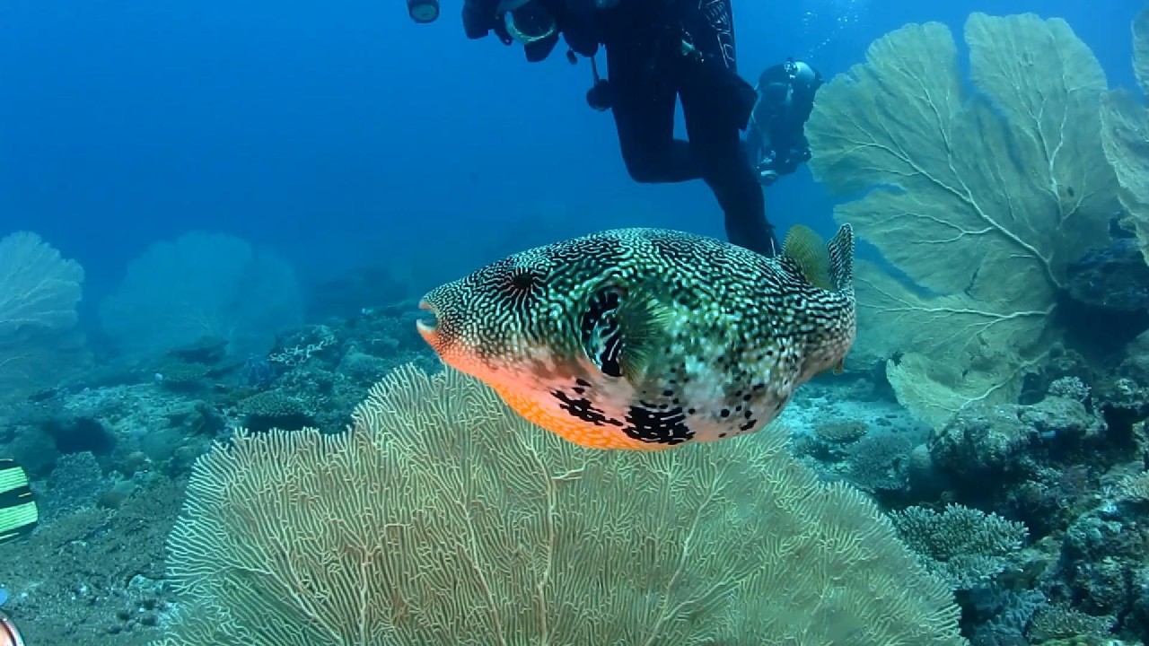 Underwater world of Madagascar