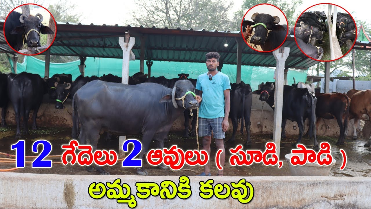 12 గేదెలు 2 ఆవులు అమ్మకానికి కలవు | sold out|Buffaloes & Cows for sale in near Hyderabad| CBNews