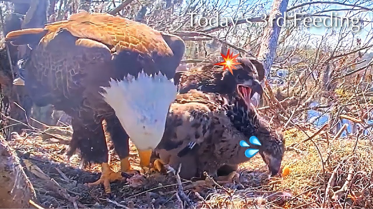 #321🦅🐥47°🐥42°／Winter Park Eagle Nest 2026／Against All Odds:One-Eyed Mom／Wink💗Atlas