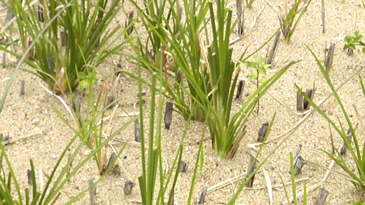 Vetiver Brasil - adaptação do Vetiver em terrenos hostis