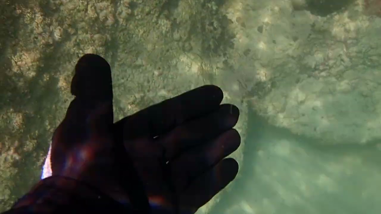 olindias tenuis jellyfish