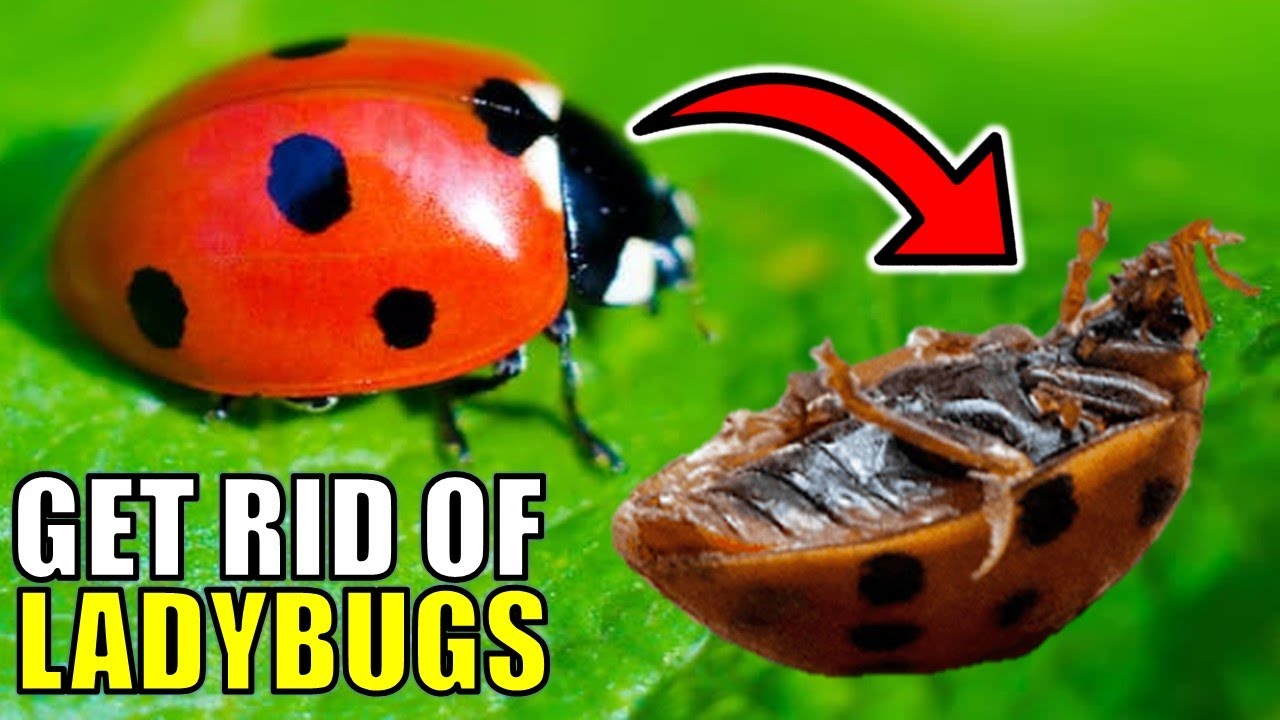 How to Get Rid of Ladybugs Using Home Remedies