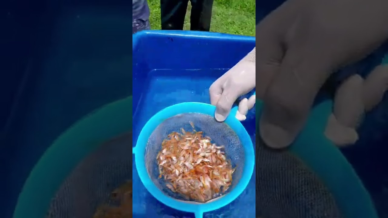 C&oacute;mo sembrar alevinos de tilapia roja
