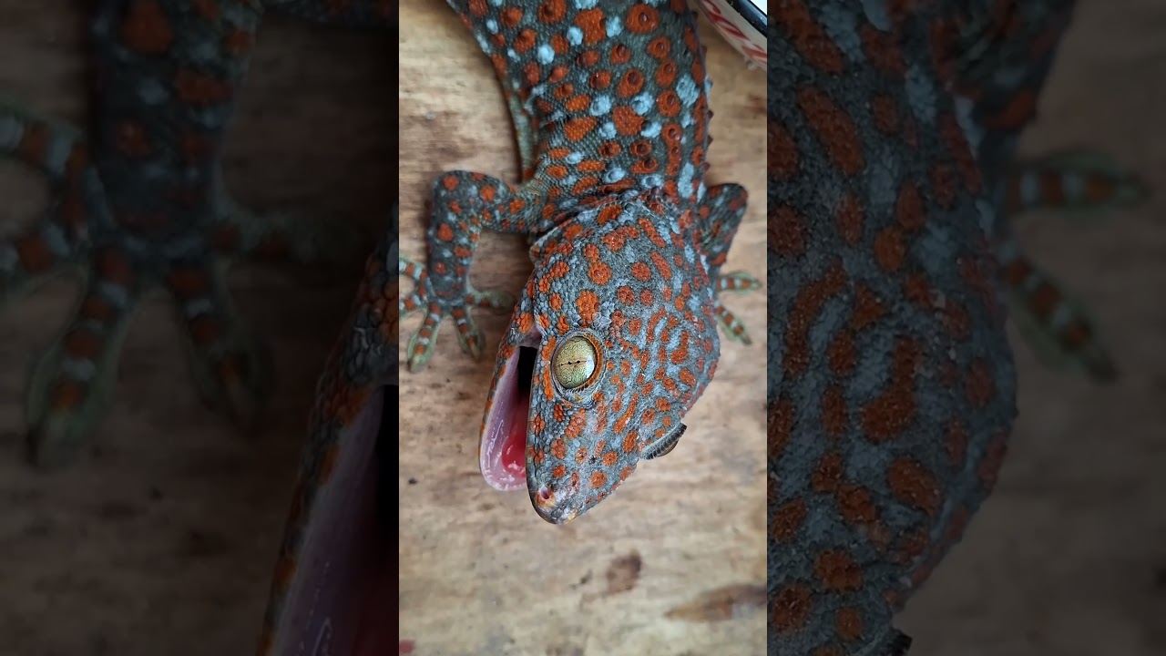 #gecko Tokay Sound