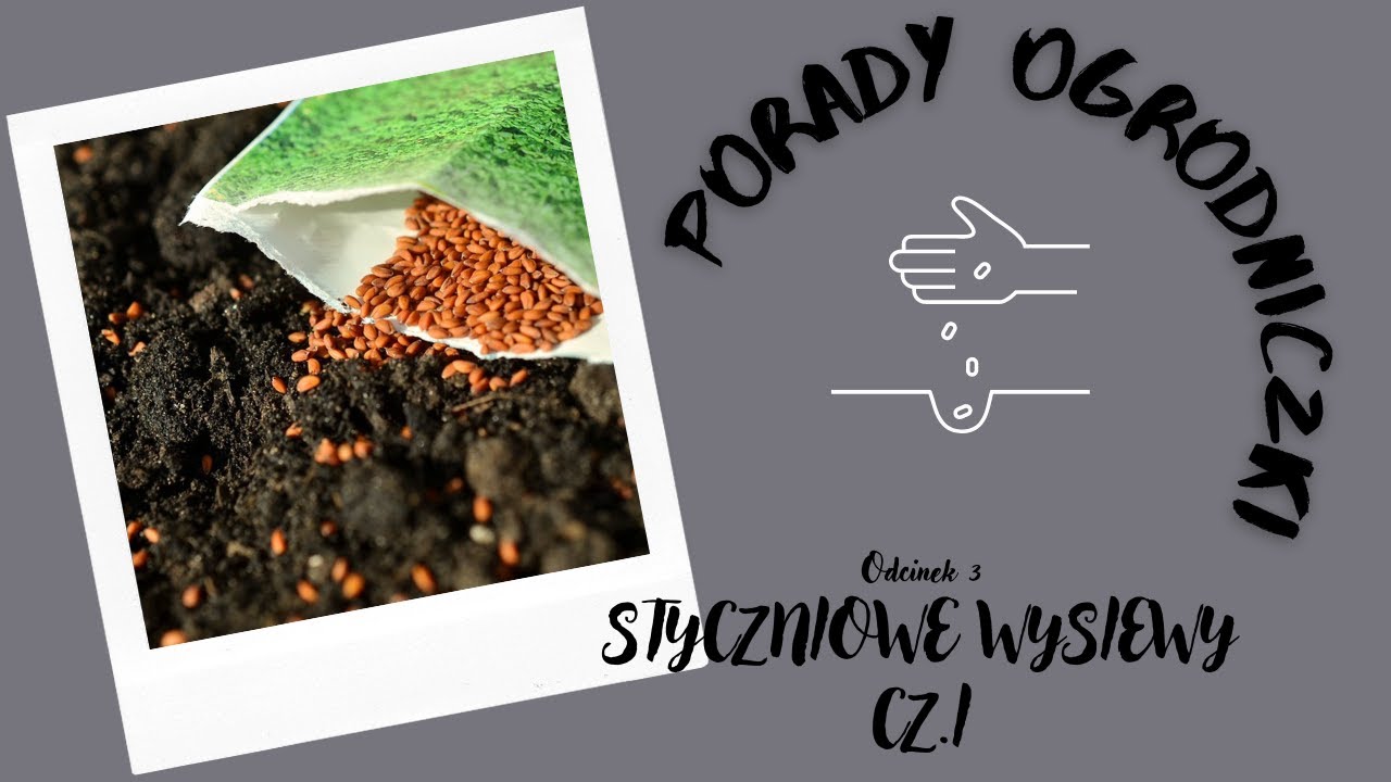 STYCZNIOWE WYSIEWY krok po kroku, co? jak? i kiedy?