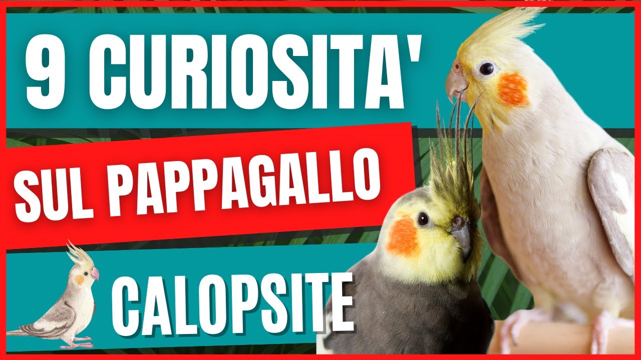 9 curiosità sulla calopsite | Che significa se la Calopsitta sta su una zampa | Cibi Vietati