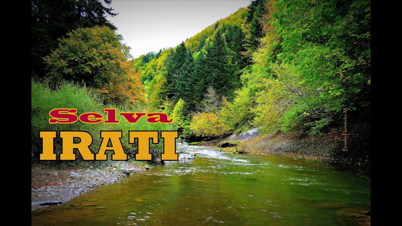 Selva de Irati - 'el último bosque medieval de Europa' - en otoño. Pirineo de Navarra