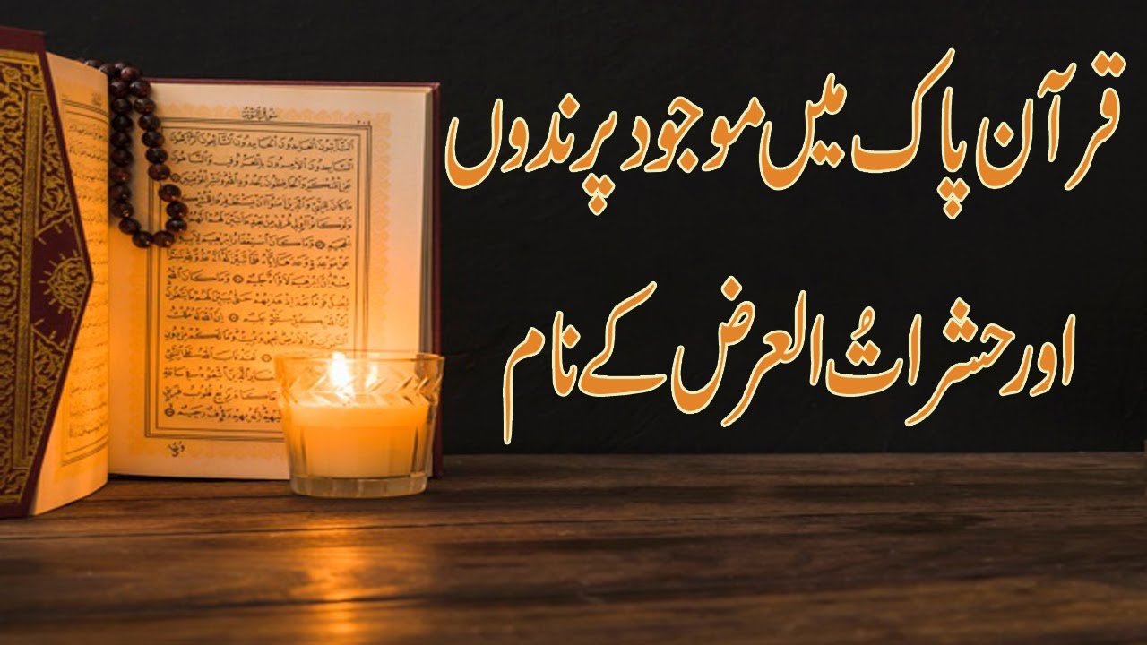 Birds and Insects names in Holy Quran | Real Info Tv | Urdu/Hindi 2021