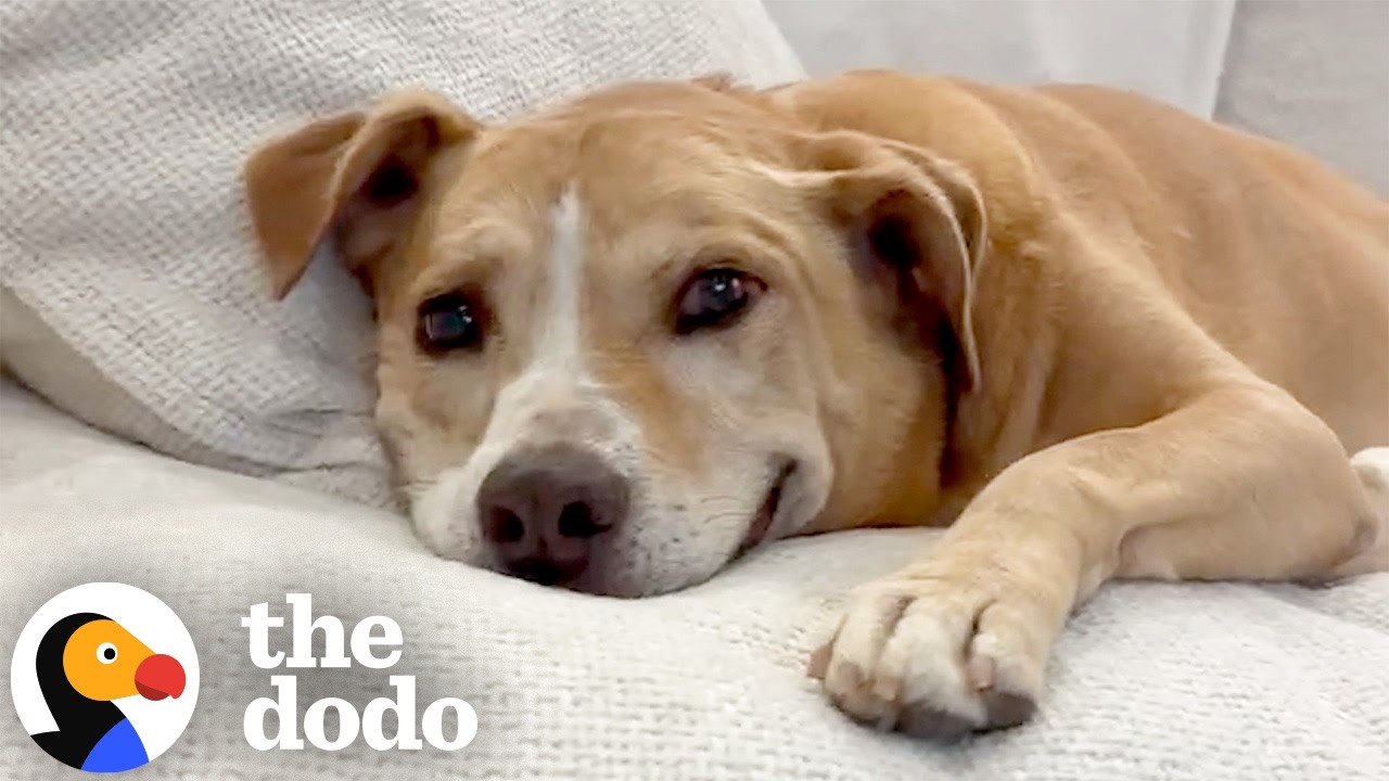 Dog Who Waited Six Years For A Home CANNOT Stop Smiling | The Dodo