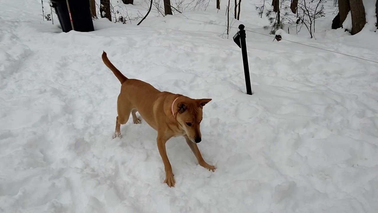 What are you barking at ?? Carolina dog, American dingo, FMD, Sunny