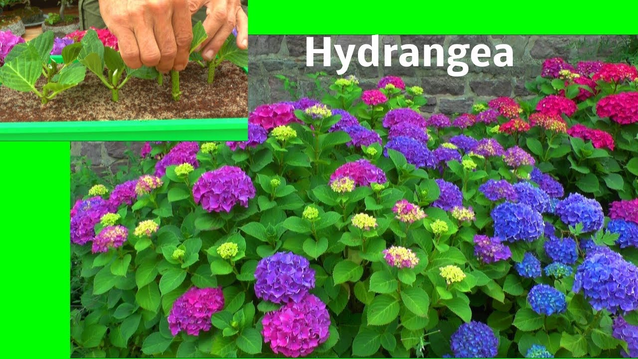 Hortensie Hydrangea Stecklinge die Vermehrung der Bauernhortensie zeigt der Gärtner