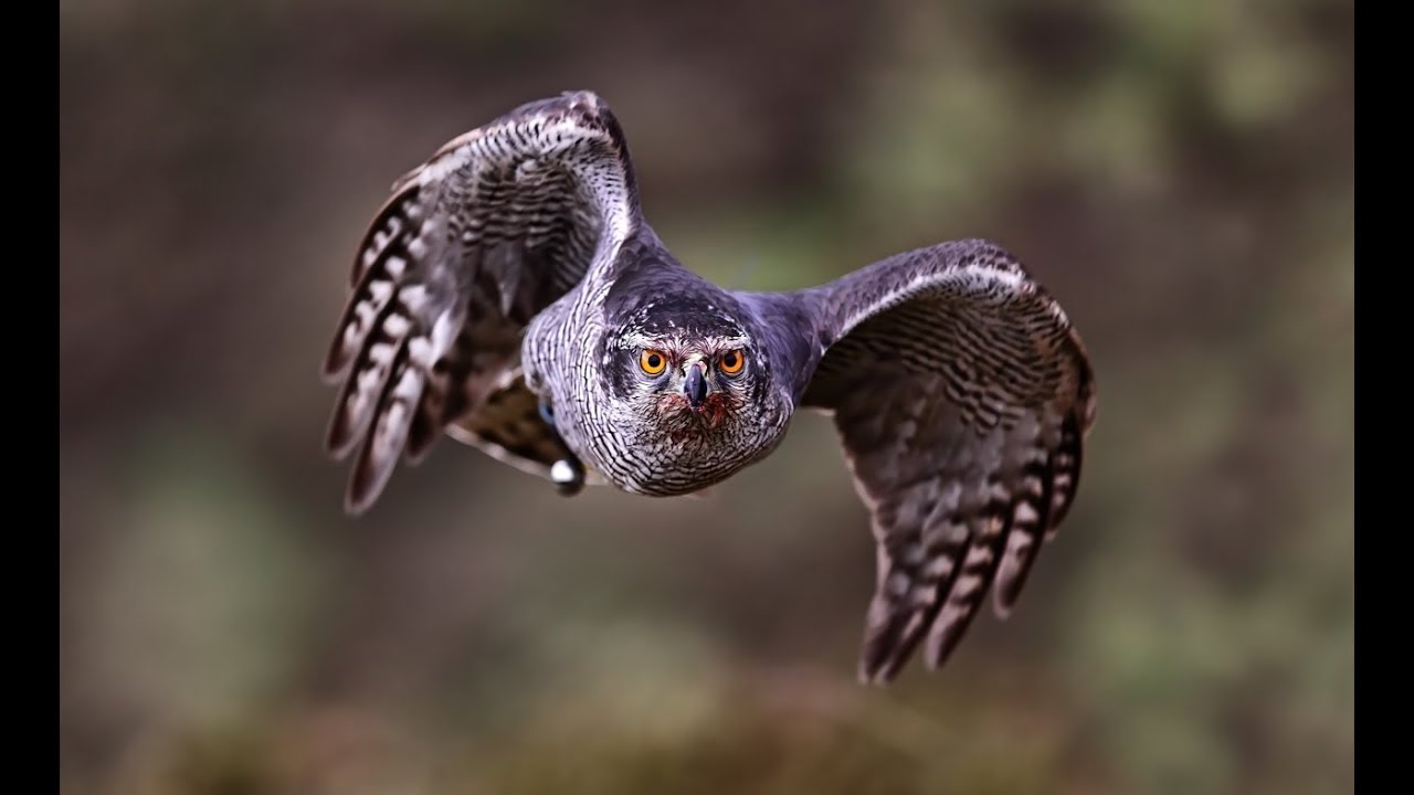 Hunting with Goshawks