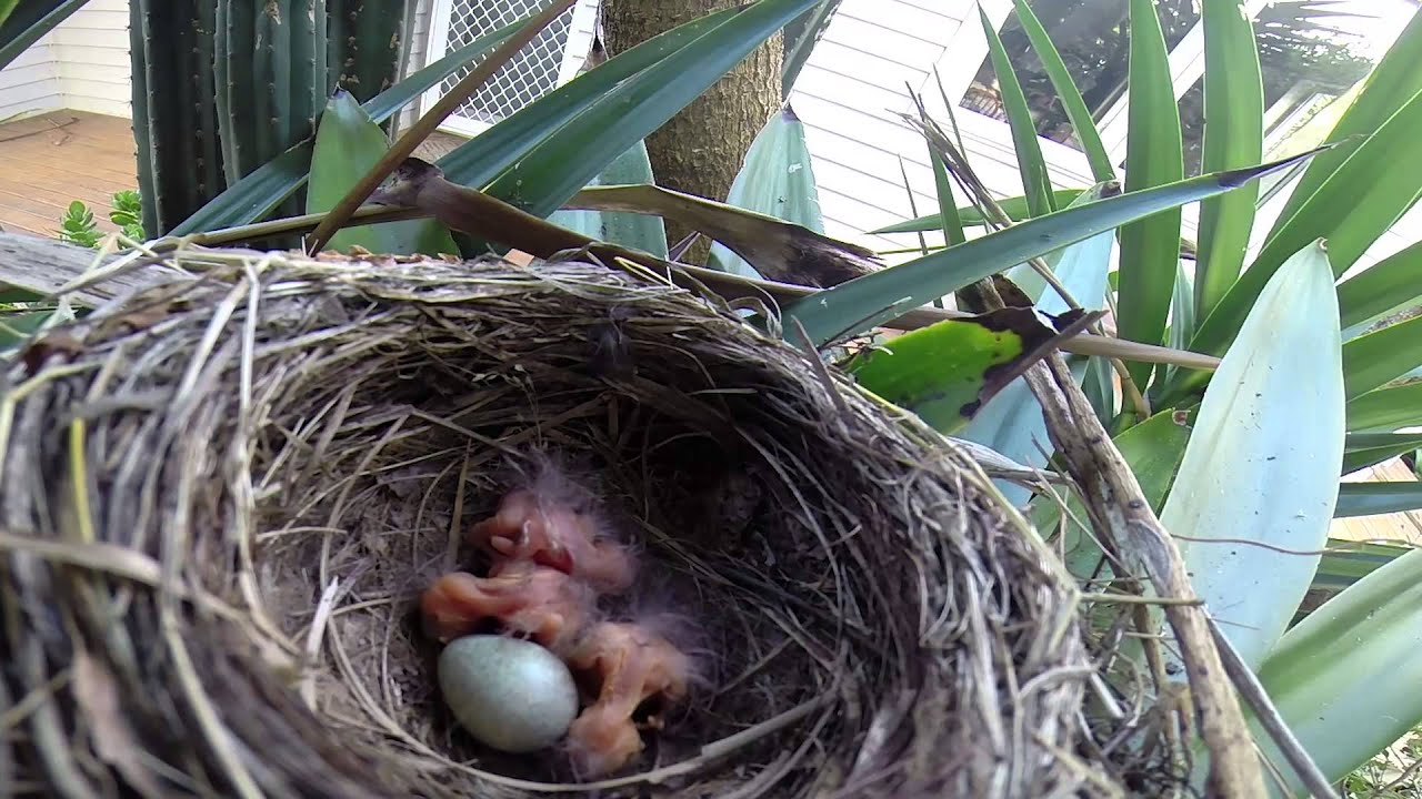 The Birds