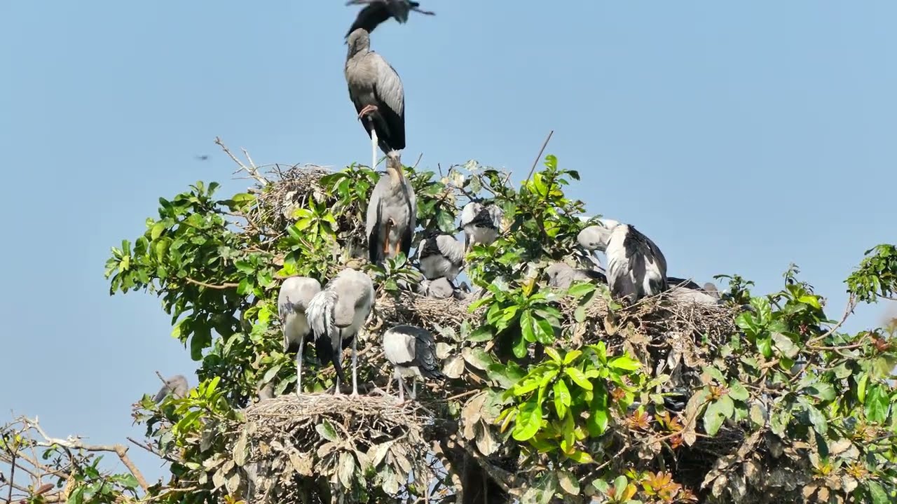 AMAZING 🥰LIFE OF BIRDS Wildlife Documentary 0012