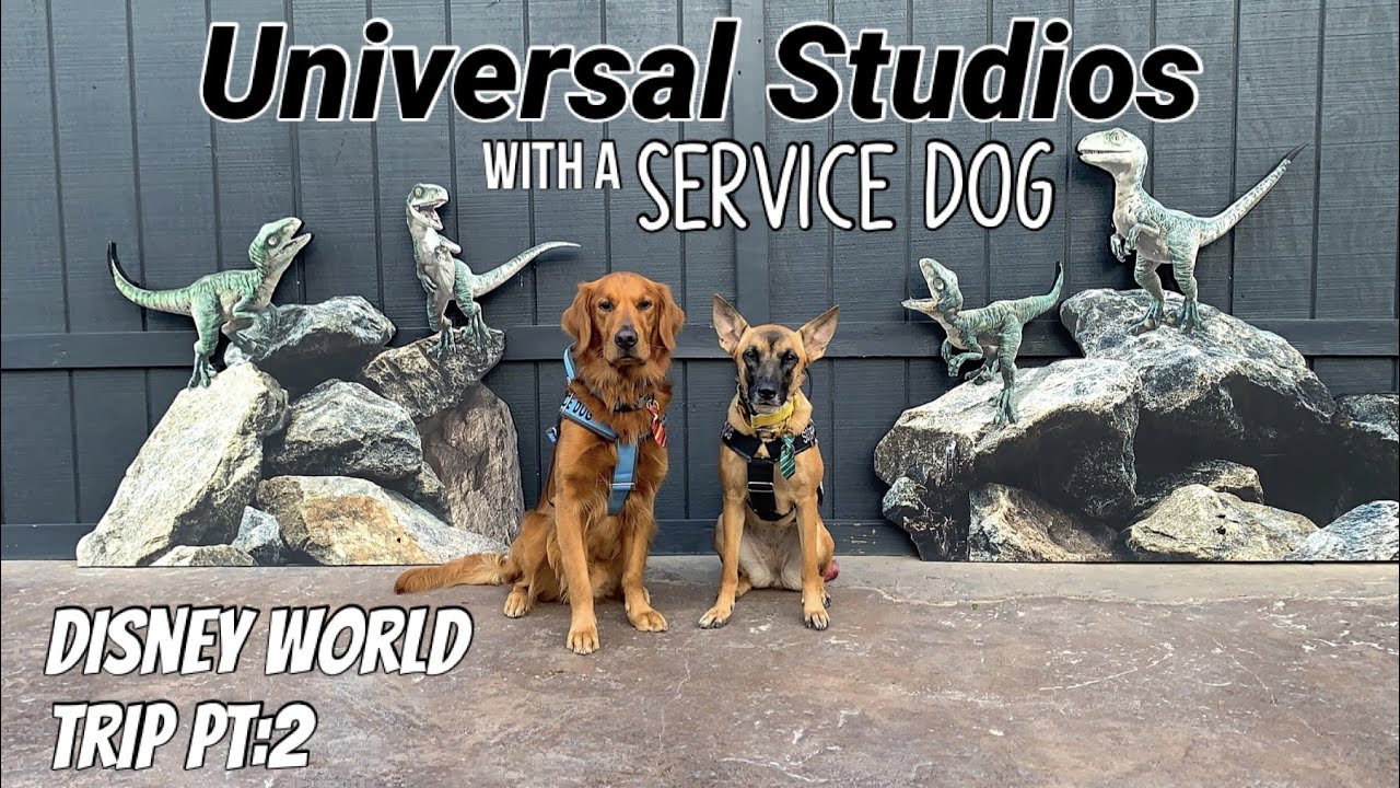 Universal Studios with a Service Dog | Disneyworld Trip Day 2