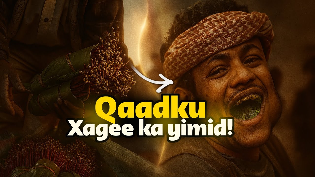 Qaadka🌿! Xagee ka yimid dilaagan daahsoon? Sideese lagu ogaaday saamayntiisa?