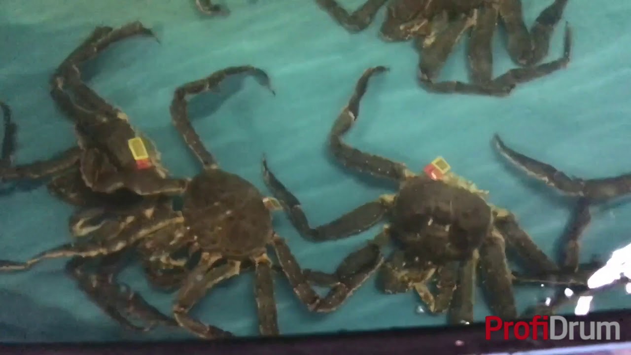 ProfiDrum type 250 running on a crab farm.