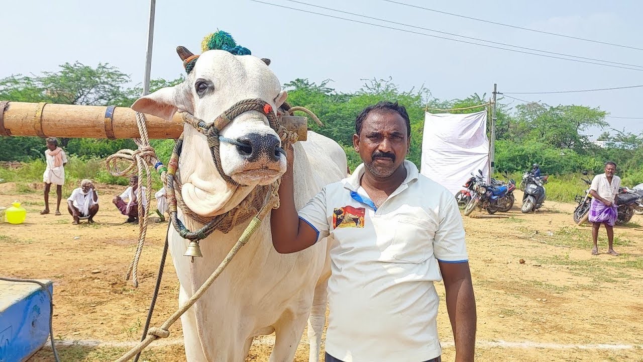 పెద్ద పసువుల సీనియర్స్ విభాగంలో 4వ జత KR బుల్స్