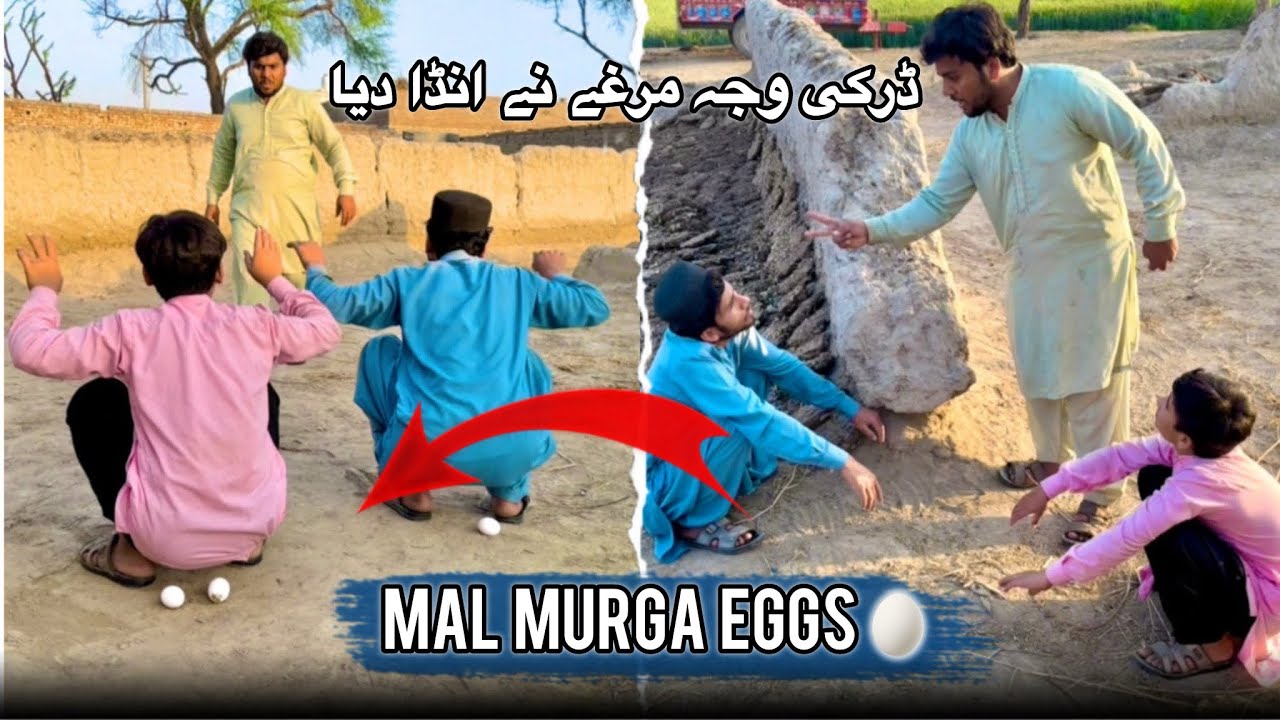 Mal Murga🐓Eggs🥚😂ڈرکی وجہ مرغے نے انڈا دیا 😢
