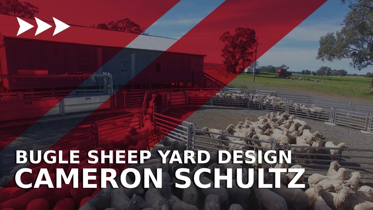 Bugle Sheep Yard Design - Cameron Schultz Culcairn, NSW