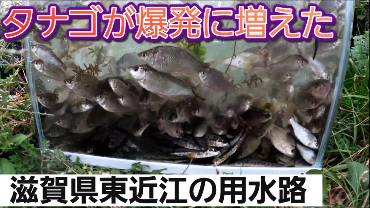 [ガサガサ]滋賀県東近江の用水路にタナゴが爆発に増えていた！