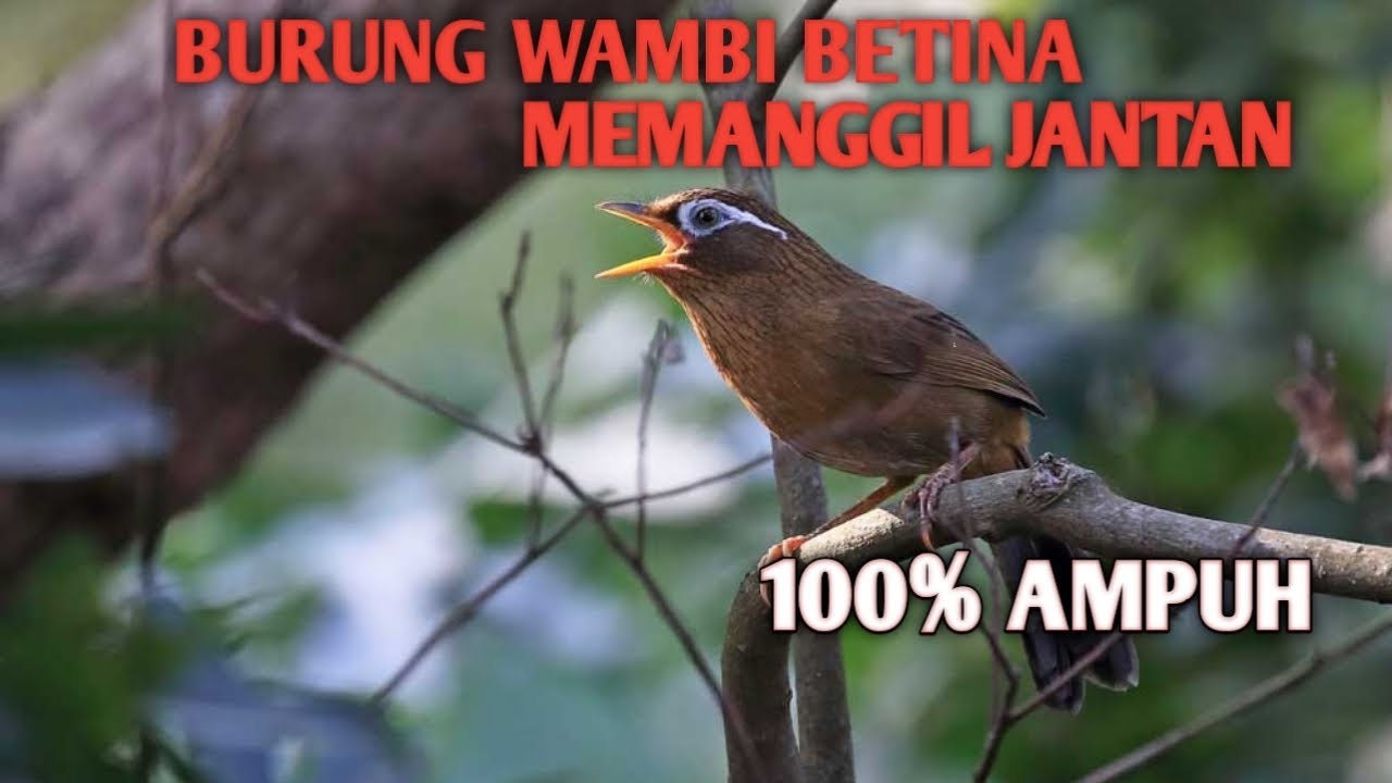 Suara wambi jantan dan betina saling saut sautan mp3