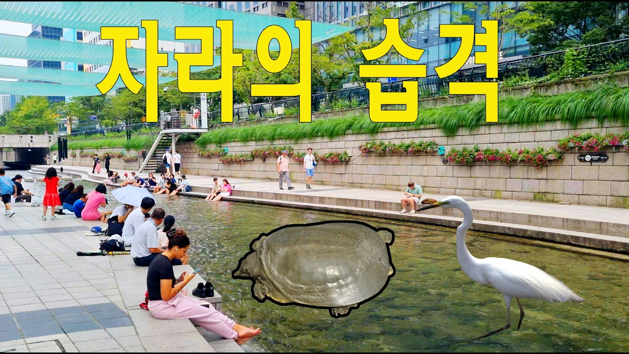 외국인 관광객들이 청계천을 보고 놀라는 이유? 🐢🦢/ 첫 출현 자라 / 백대리 사냥실력 / 즐거워하는 관광객 #외국인반응 #청계천 #travel #seoul #korea