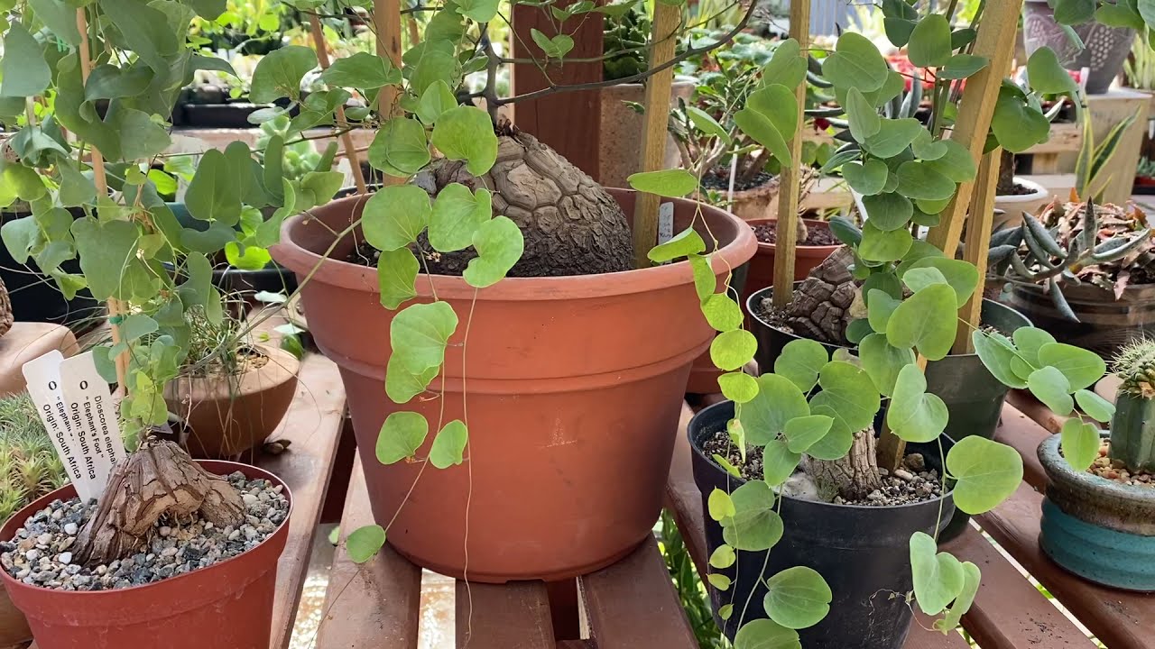 Dioscorea elephantipes 
