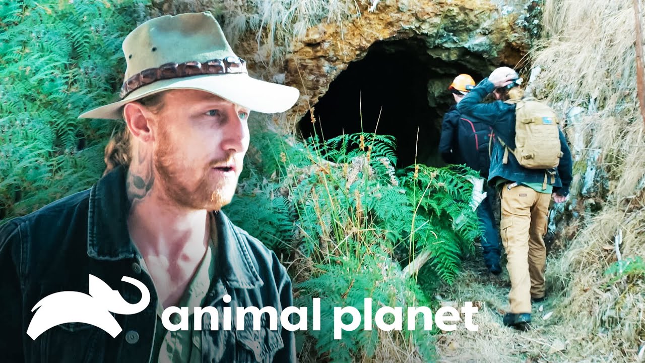 Tras la pista de un depredador de canguros | Leyendas Salvajes | Animal Planet