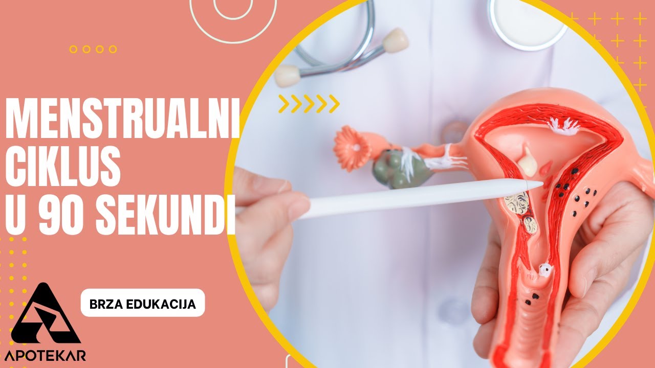 Menstrualni ciklus, jednostavno objašnjenje u 90 sekundi!