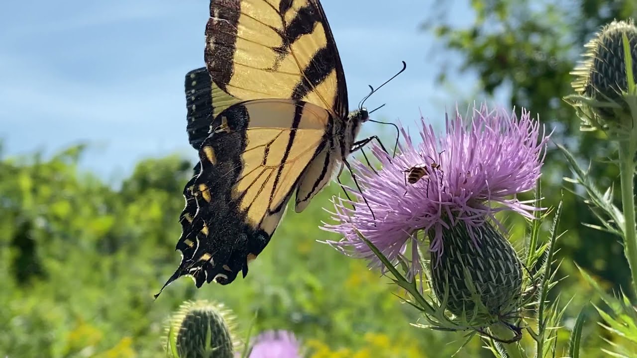 Yellow Swallowtail Butterfly 🦋 Quiet Moments
