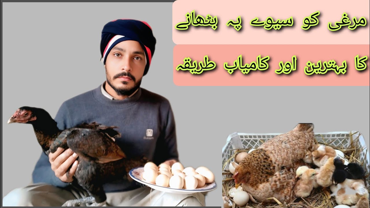 اصیل مرغی کو سیوے پر بٹھانے کا زبردست اور کامیاب طریقہSeewa Bithane Ka Asaan Hal