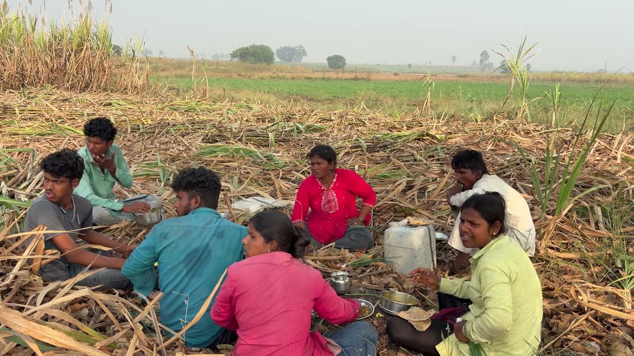 निसर्ग मोकळ्या रानात जेवन कराय आवडत का किती गपा मारल्या काद्या ची पात नाही चागली झाली बैल झोपला 🥰🤗